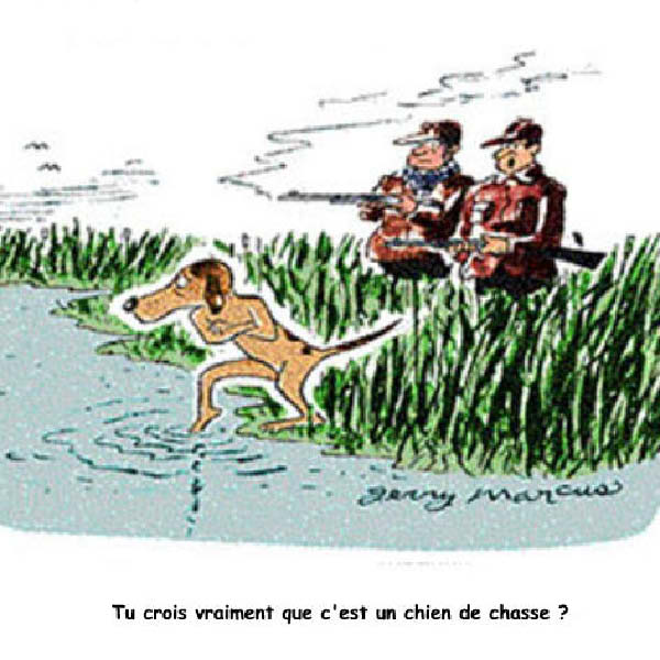 Chien de chasse-humourenvrac